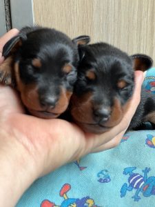Щенки цвергпинчер
