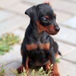 А-помету 1.5 месяца