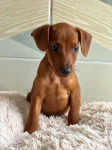 Щенок Цвергпинчер мальчик рыжий